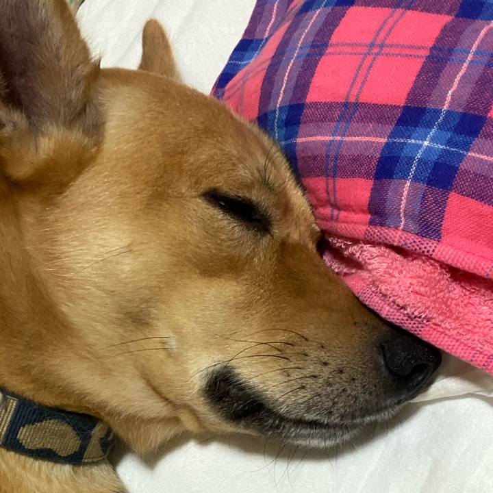 46e1c6f8 eaff 4a8f 90b1 a26803536cba 1599776218236