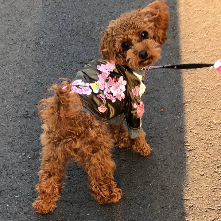 46e59c4b 36a8 4c33 a8db 1ebce72b63ab 1512889683502