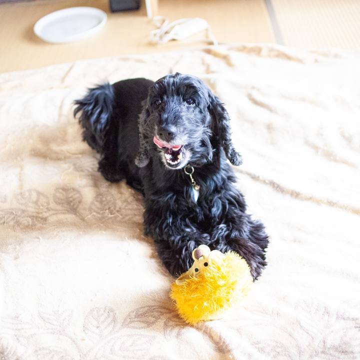 46e9501f 1d82 42f7 bdf6 e9646592aa53 1584236769403