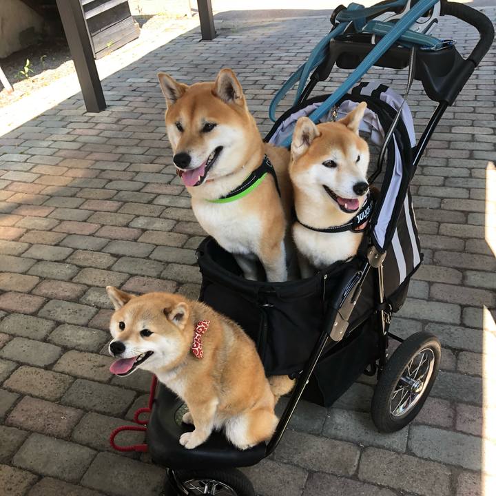 46e9502f f815 4b29 b889 ca8a8e13ac47 1560074686785