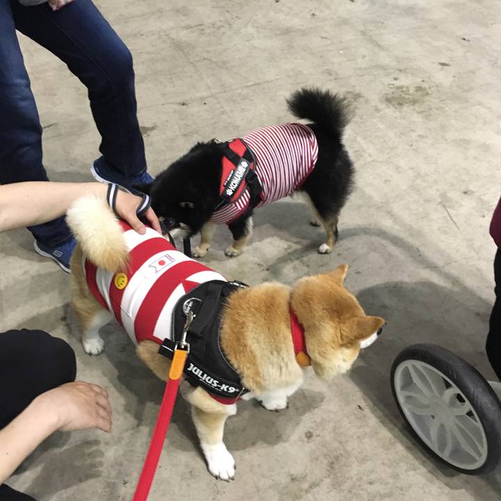 46e95b89 3e9d 4a8d 92e6 6df05505a234 1556872566525