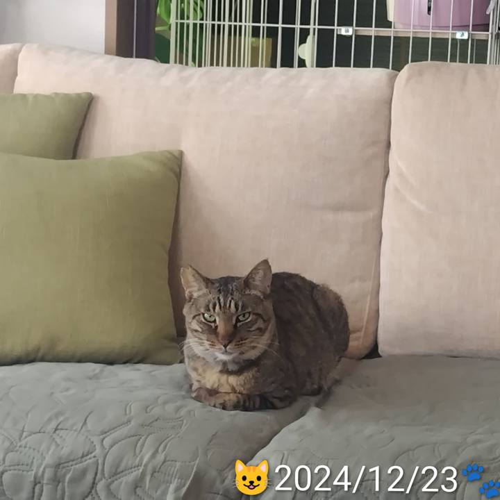 46e9cd03 086a 4396 b6a7 5ee2ce00c4b0 1766580676070