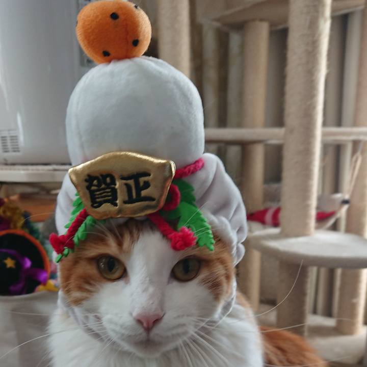 46ebb6f6 8e79 43e7 aeb9 5026929d9c46 1544360090991