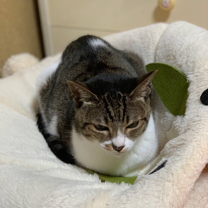 46ed425c 04c0 45b4 a9cb 41d3246c8855 1540346591842