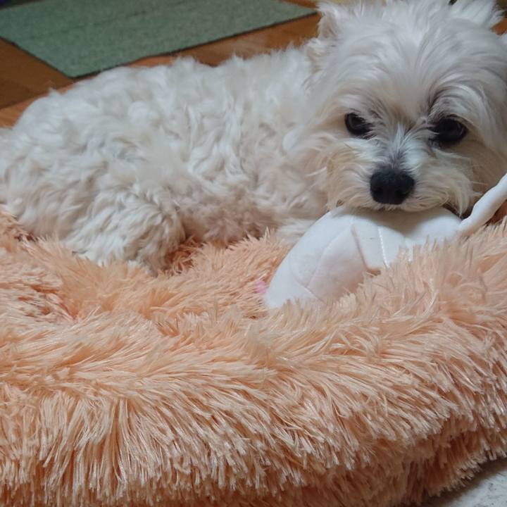 46ed6f04 59c5 4f74 b425 3d549dab9943 1585397565827