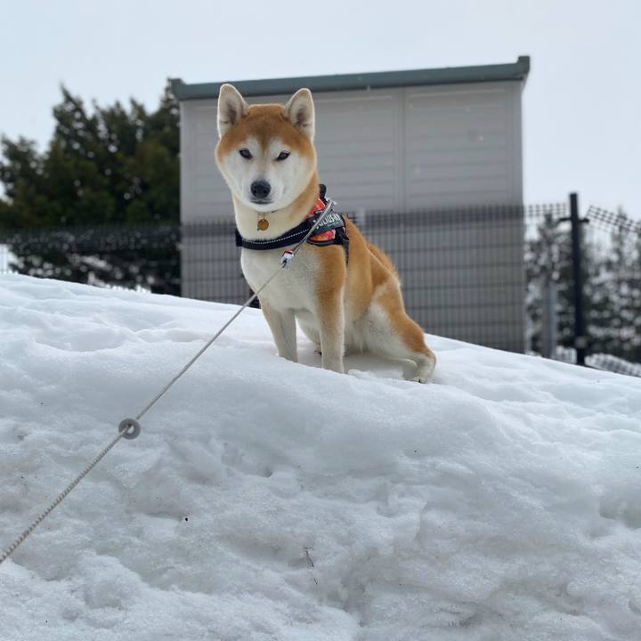 46ef9293 389e 4fe2 8d63 214b8476738f 1615343172346