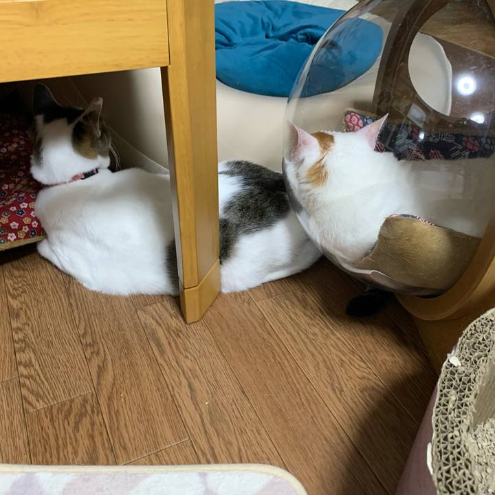 46f0a55e 91cf 47d8 ac37 52c7c404ff93 1616451284695