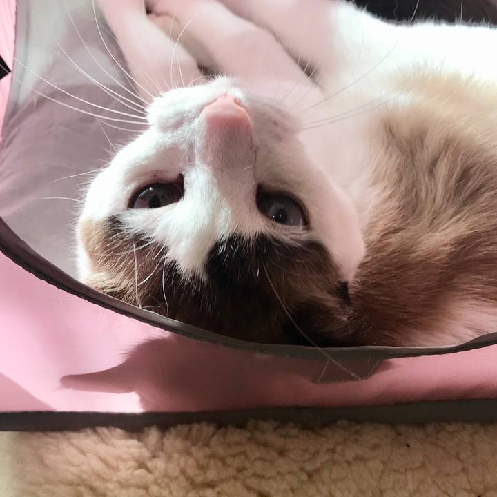 46f0faef 3aef 4574 a40b 97914b923862 1576116682554