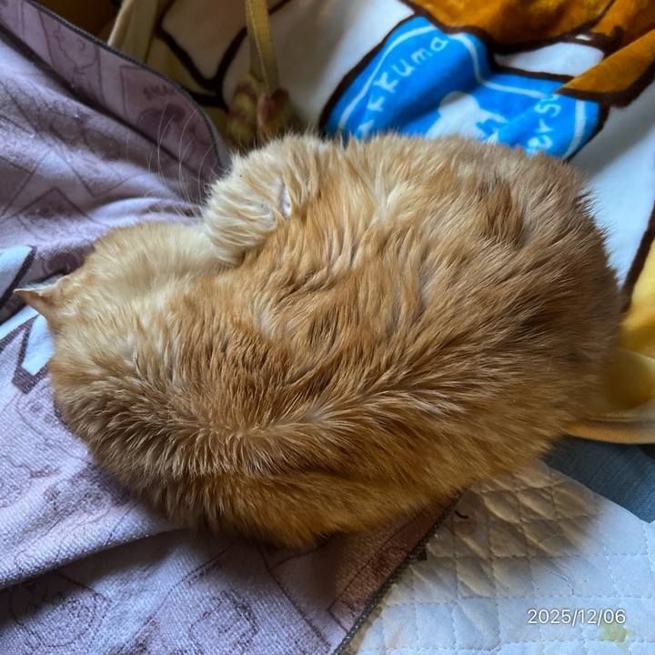 46f16760 3a51 43e4 ab1c 8ed0c9920ceb 1764986638068