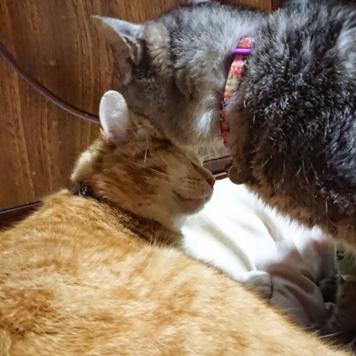 46f22398 55ac 4f24 b719 1fb103fb43a2 1587210161202