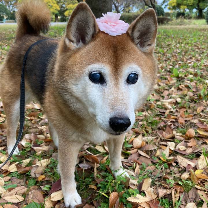 46f3ac7d 02f9 441a 8103 6a080ca4026e 1731906586404