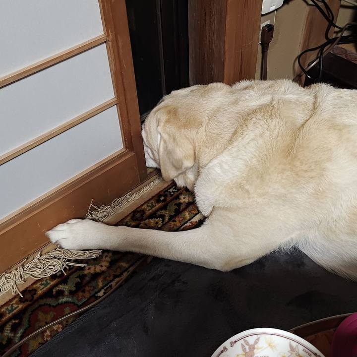 46fc8d89 ba00 4089 9a7a 04e170b9a9d7 1764846192416