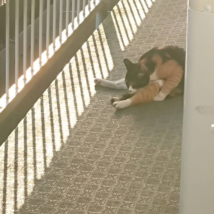 46fe8ee1 7f0c 48e6 a178 74072f0b24f6 1597269172574