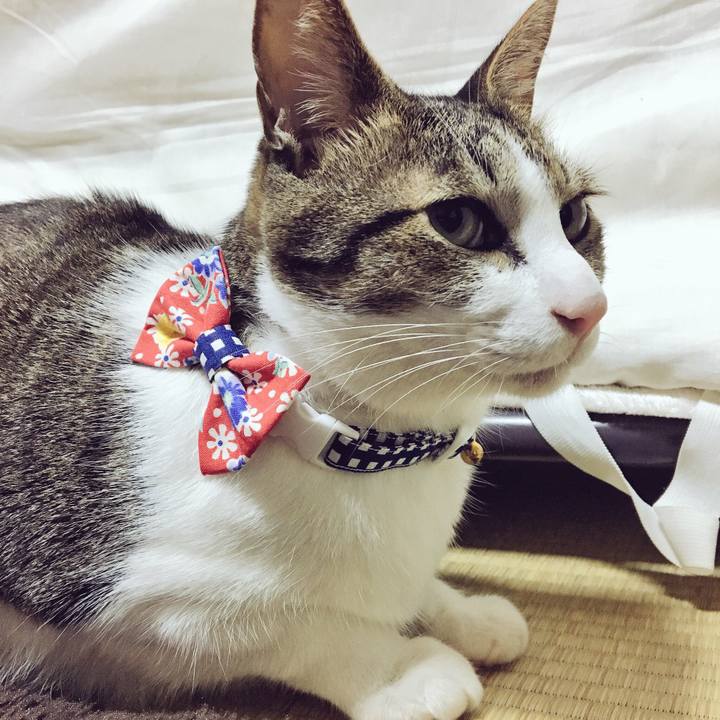 46ff3252 7cb6 4efd 8258 3d1fd032593c 1540772380473