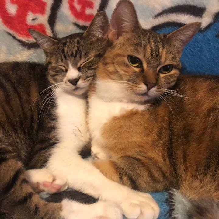 47005a5e e3f8 4bf0 9d8d 493a09942ba5 1572088442796