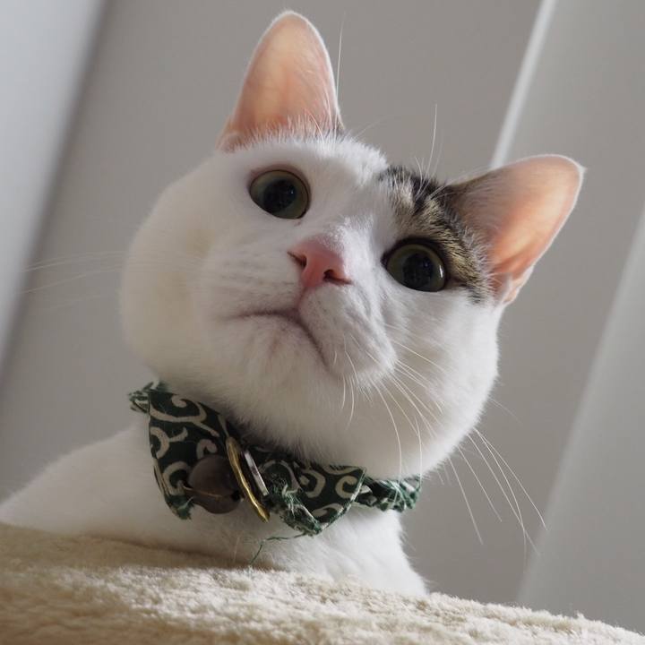 47022024 f5a8 409c 85fa a03bd50af823 1544759049782