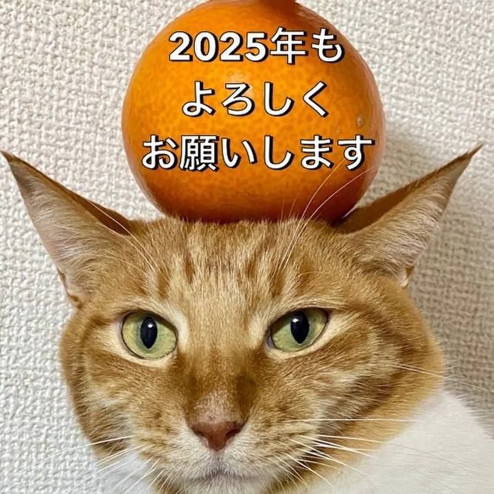 4708c1a7 50fe 4918 bb5a 43d9663b0a67 1735989059945