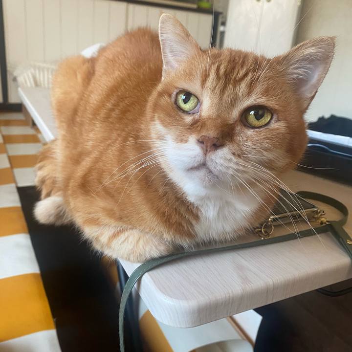 470cdce7 f39d 415e b077 59fc43f36b9c 1717539337395