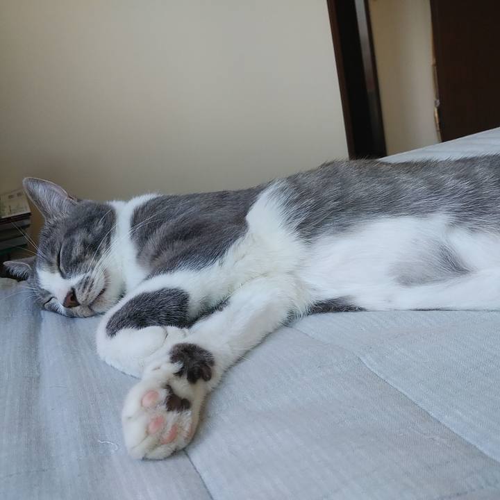 470f5d2c 995d 4020 8288 dfc0c0daa453 1589676674830