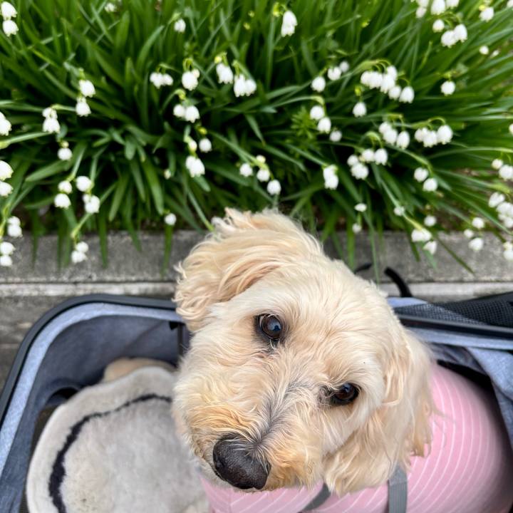 47132ac7 98c6 47d7 83f9 ba2900bfc9dc 1774410281733