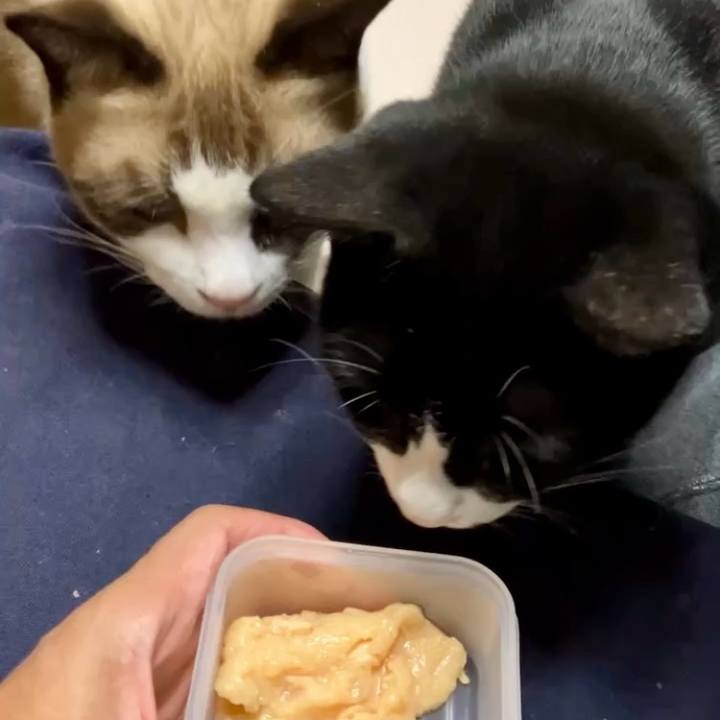 4713f340 1e6f 4a69 a439 64ad6d0ed80c 1729935105062