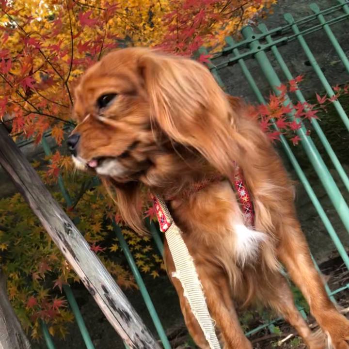 4717a39d 131b 43e0 8f55 a53b8c0cb523 1543740856528