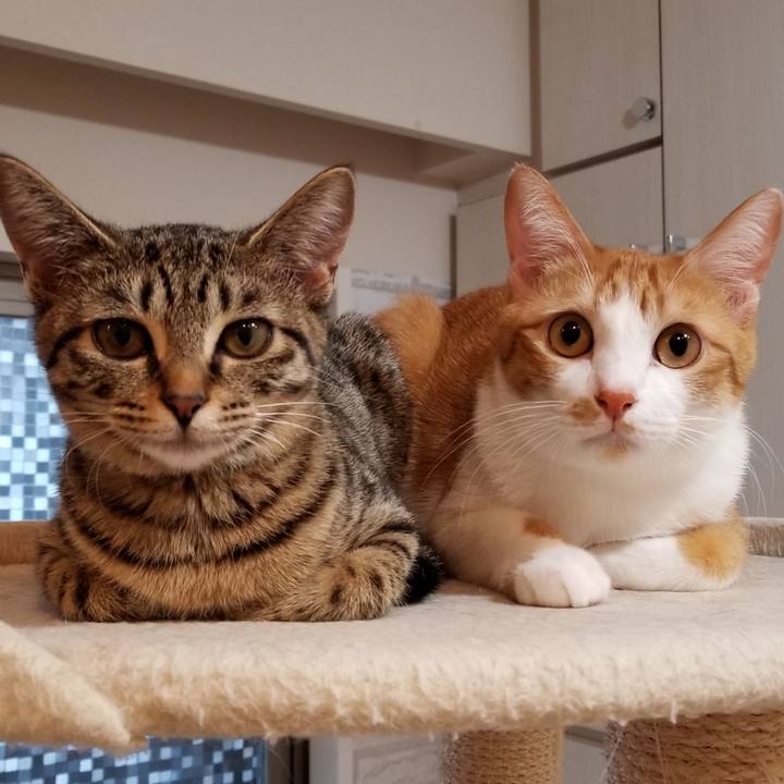 4718b4d2 78e6 42ce 8379 bf04b82f519e 1543576200603