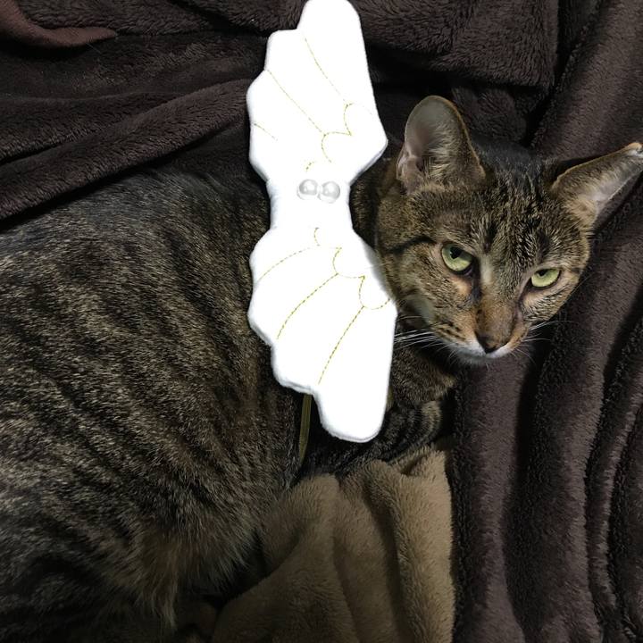 47192440 6f1e 46ab 90f1 d1770d3a7114 1542201580857