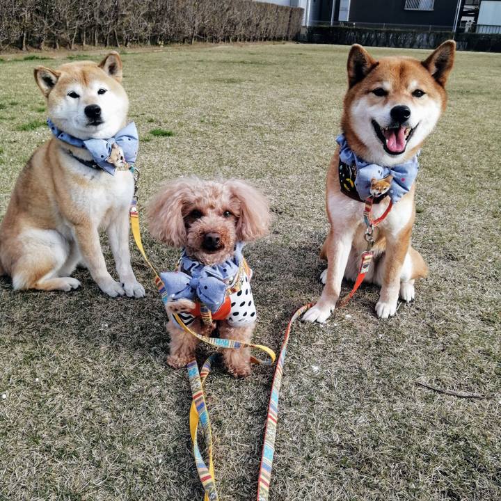 471db5c5 0cc8 4626 b912 89026adf0f79 1586248618571