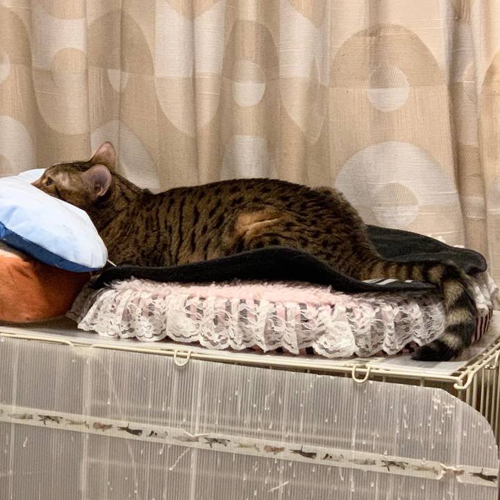 471e0cef fedf 475c b04b 29c396e0a247 1622599503036