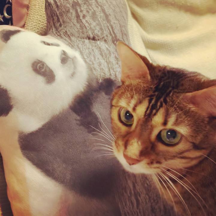 4722ed62 9810 4665 bfd9 2877e39dd595 1597282488656