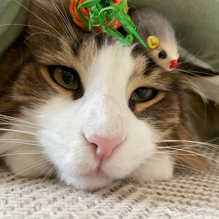 47255087 040a 402b a10a 24d0f3bec3d1 1679781991222