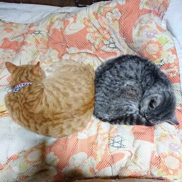 4726176c 8db6 49a9 83fb 8d82ed2fbad6 1572350108446