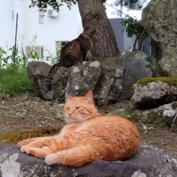 4727265f 1be5 490c aac1 5cd7cdb49b72 1721118924511