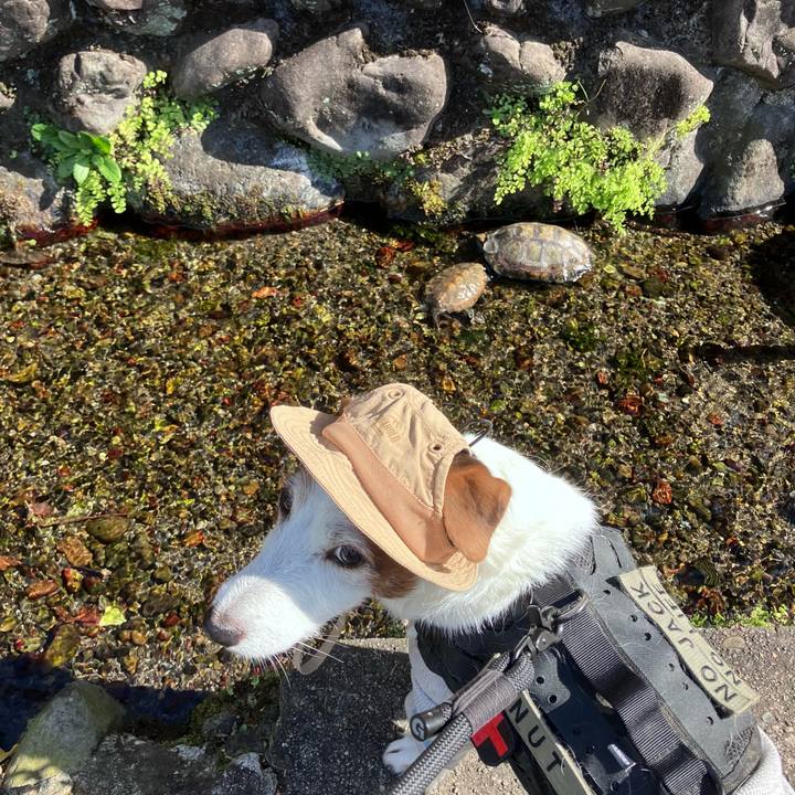 4727f70f f665 417c a886 78909d183fc9 1762240446549