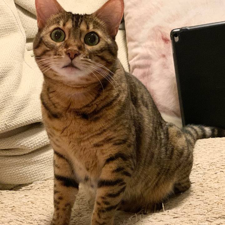 472b9e4f 9b20 4824 8d83 432d61668fde 1596331916171