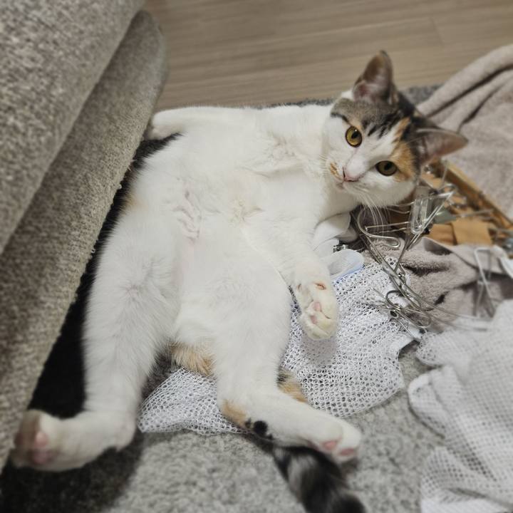 472d2e17 ef94 4917 afe0 55cece83ba7c 1761955701793