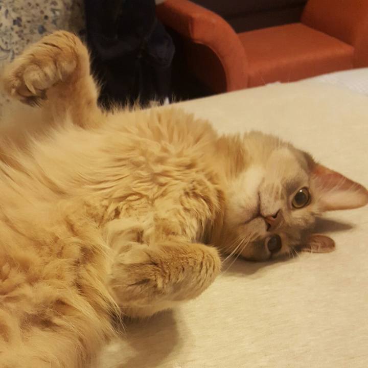 472de755 25a3 45a8 a827 cf31a2aa6394 1561037927540