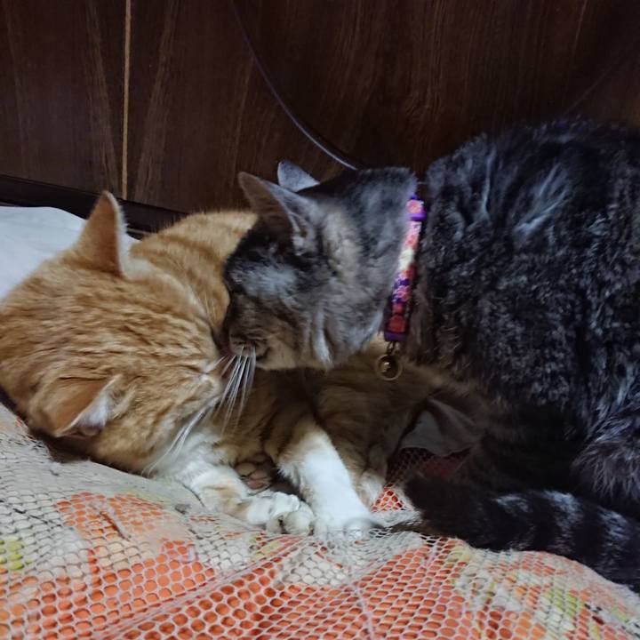 4731b22e ef4a 4e22 99d2 0c2ecdb1a0f0 1584533756482