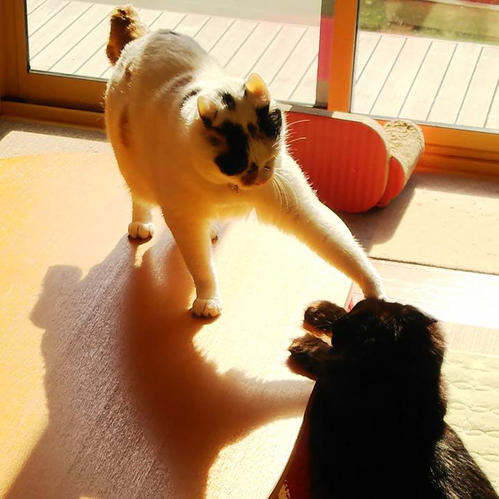 4732695e f678 4df0 9e8a d8d4d05dbdcd 1510713987893