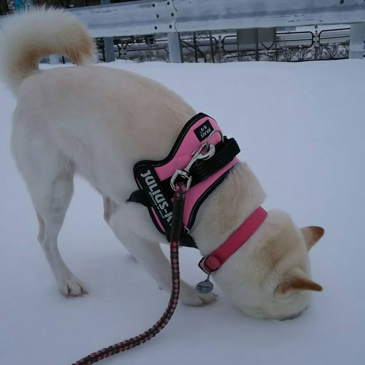 47331ff9 d39f 412b b6c3 bc579dfbafaf 1517798581249