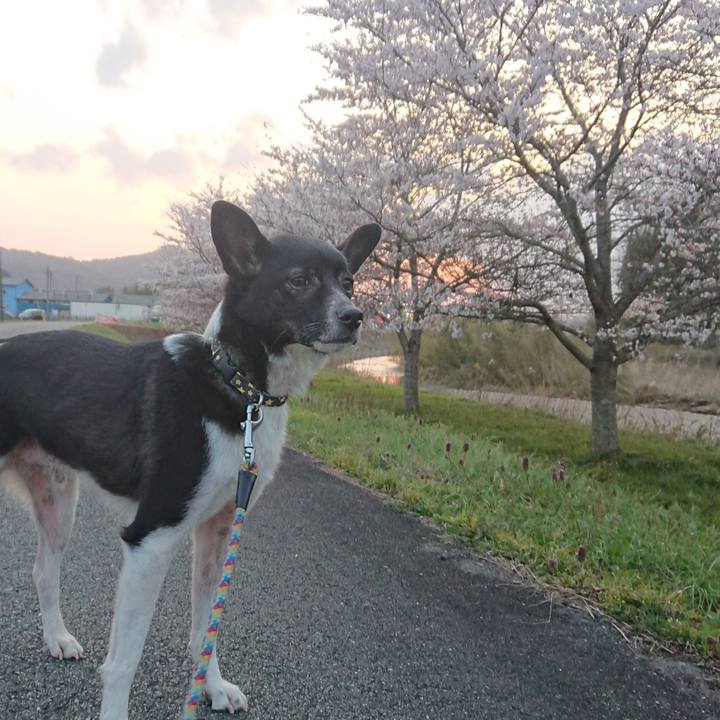 4734509d e378 44d1 b27c cd4bf64de811 1554718831499