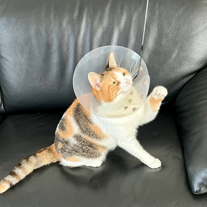 4736365c 915a 4704 967c dc1beefdb840 1755581890949