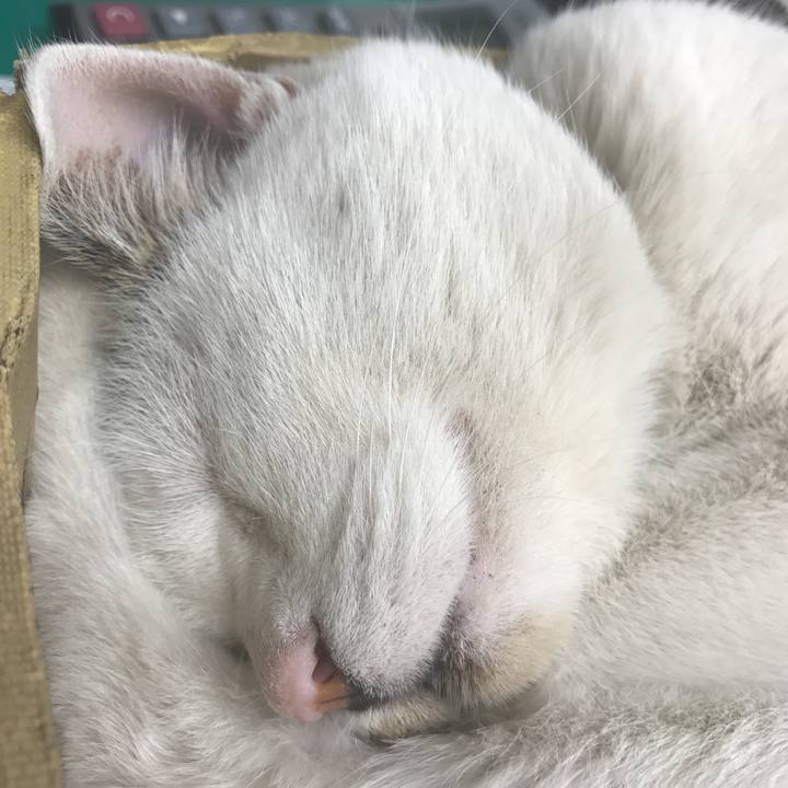 47365683 9701 4155 837c bed1c73368c1 1513929304823