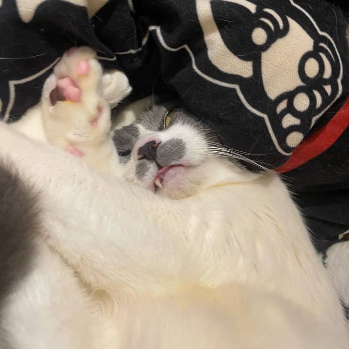 4737d24b 74ed 4241 a5bc 1eff82b358db 1740829913495