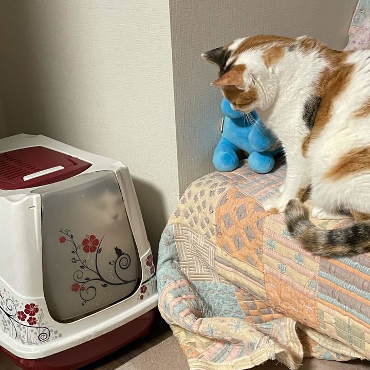 473d1b3a 0d4a 4658 bc80 754d3209eeba 1612952885575