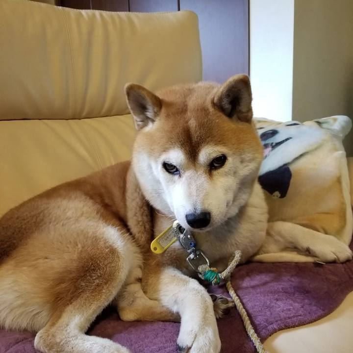 473e318f c22e 454a b5e0 af7d72453f5b 1573858471179