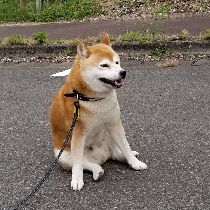 4743a5b2 8c95 4834 a2c7 4501946b9e1b 1592464995059