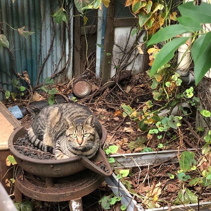 4748f920 86d3 4fec a1fa a31dfdee660b 1538571548150