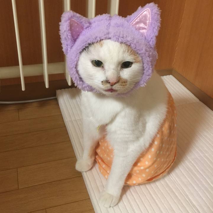 47493e27 800c 46f5 89a2 193a5228090f 1534509802835